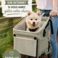 Chien heureux avec des jouets et accessoires